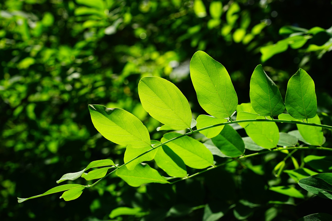 leaves, green, ordinary robinia
