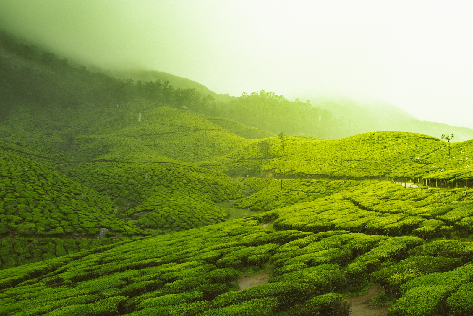 green fields